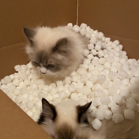 Hi Poshmark! - Picture 3 of 3